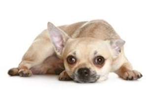 male Chihuahua puppy laying down