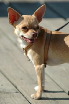 adult Chihuahua dog on harness