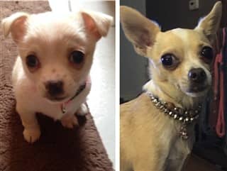 Chihuahua Skin Color Change | Fur Color Change