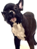 Chihuahua dog licking