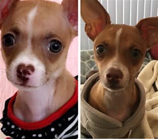 Chihuahua Skin Color Change | Fur Color Change