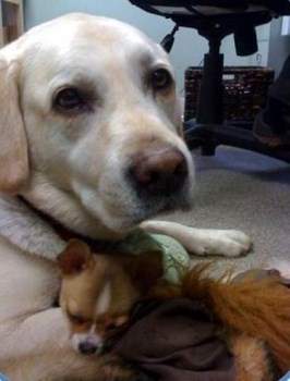 Chihuahua with larger dog