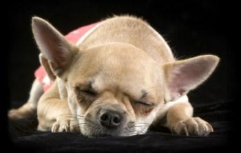 Chihuahua puppy with eyes closed