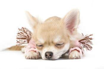 Female Chihuahua resting