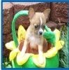Georgia Chihuahua Breeder