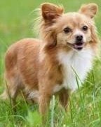 Long haired adult Chihuahua