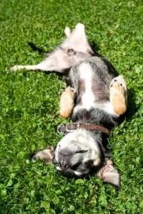 Chihuahua puppy relaxing on green grass