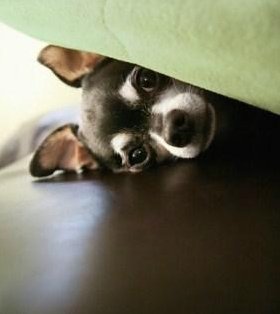 Chihuahua under the bed