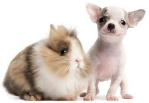 Tiny Chihuahua puppy