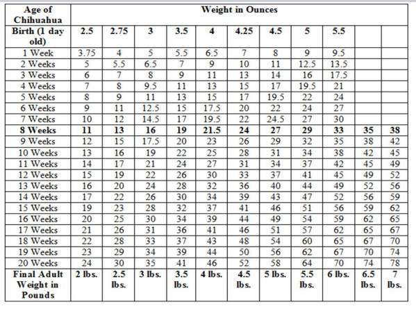 puppy weights chihuahua growth chart weight and size calculations puppy weights chihuahua growth chart weight and size calculations