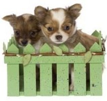 Chihuahua puppies in a basket