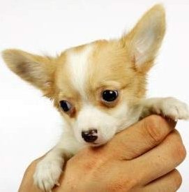 Age of Chihuahua puppy shots