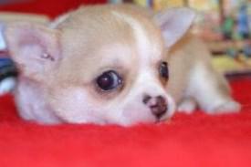 Chihuahua resting his head down