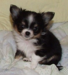 Chihuahua Breeder Ohio