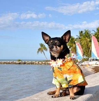 Senior Chihuahua dog on beach