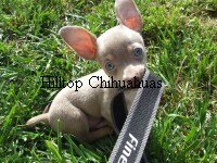Chihuahua Breeder Maryland