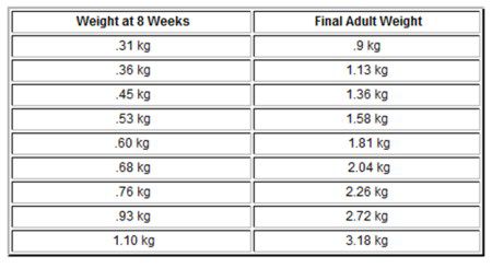 Chihuahua Growth Chart Metric Units