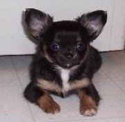 Chihuahua Breeder New York State