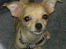 fawn Chihuahua puppy closeup