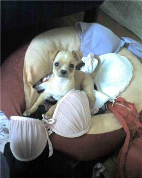 Chihuahua home alone