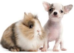 how many puppies do chihuahuas the time chihuahua health tips care known problems and more how many puppies do chihuahuas the time chihuahua health tips care known problems and more