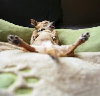 Year Old Dog Sleeping Deeply Year Old Dog Sleeping Deeply
