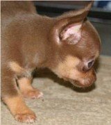 Tennessee Chihuahua Breeder