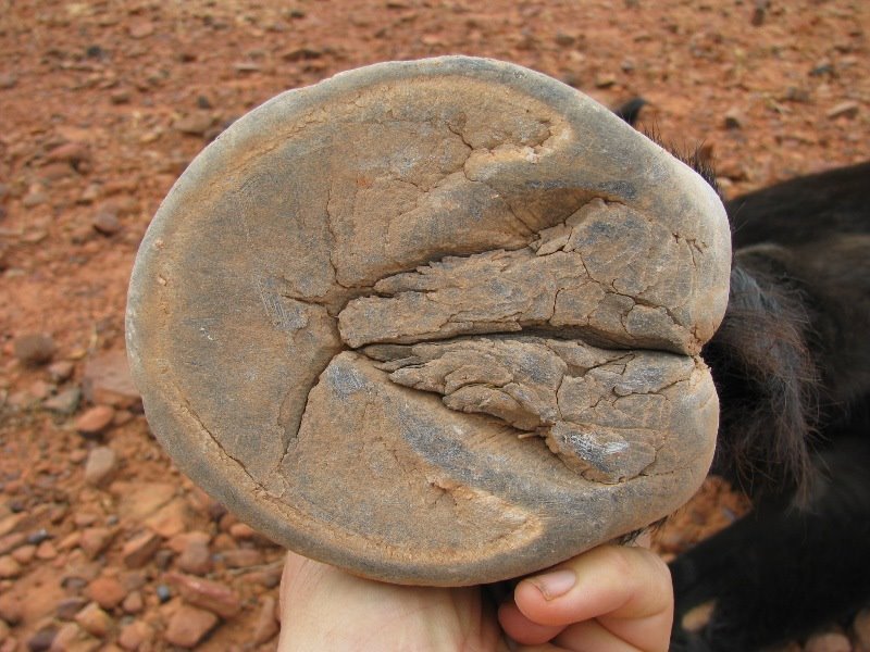 NO ONE CAN TEACH YOU MORE ABOUT HORSES HOOVES THAN THE HORSE