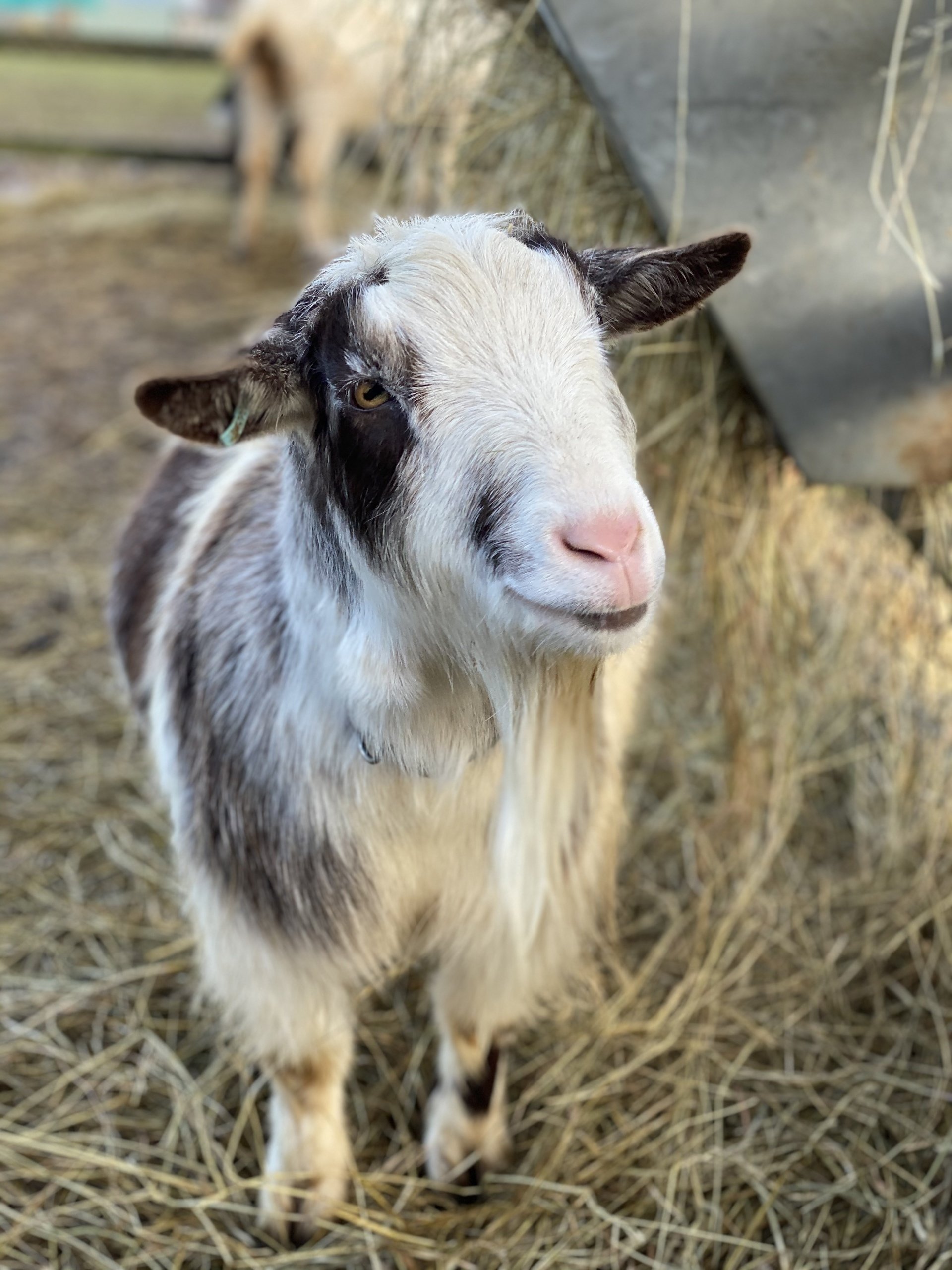 Goat, Giant Bunny & Sheep Experiences Walk and Play with Pygmy Goats