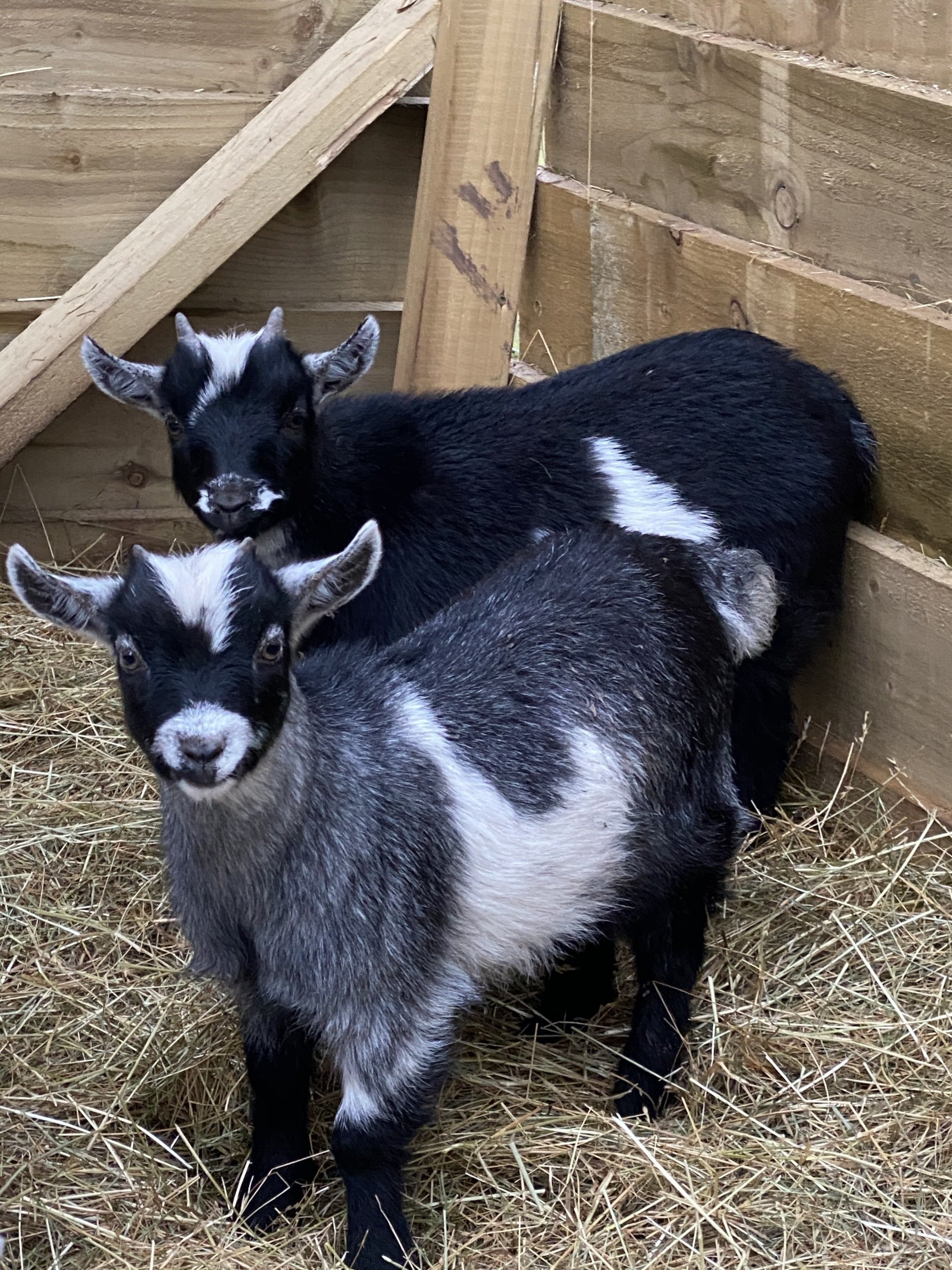Goat, Giant Bunny & Sheep Experiences Walk and Play with Pygmy Goats
