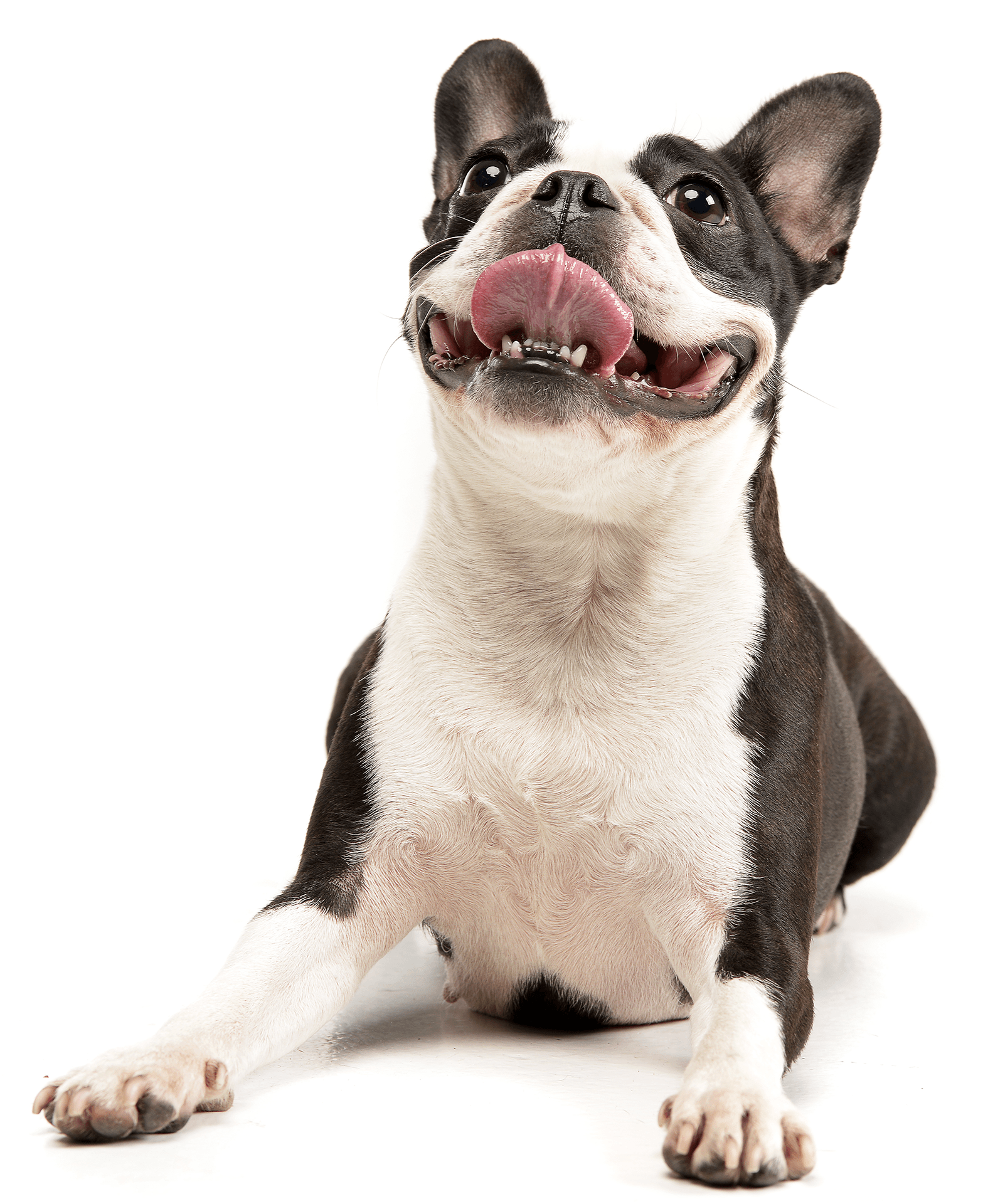 Jasper Pet Clinic Veterinarian Jasper, IN