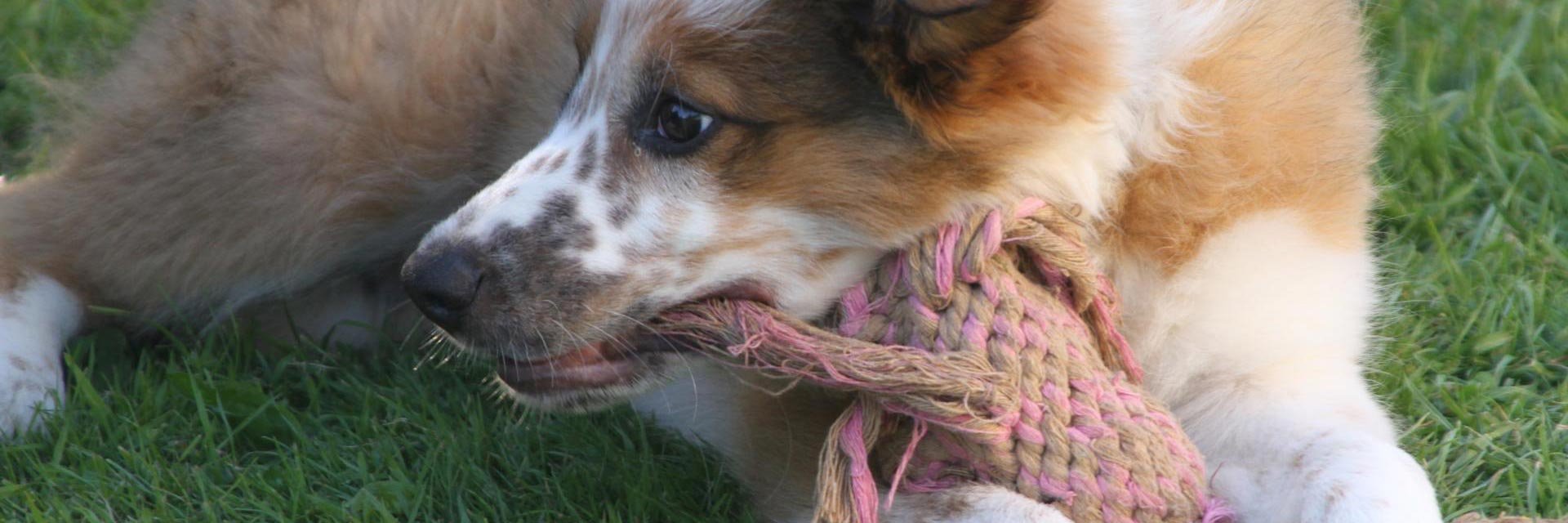 Celestine Dog Training Bristol Celestine Dog Training Bristol