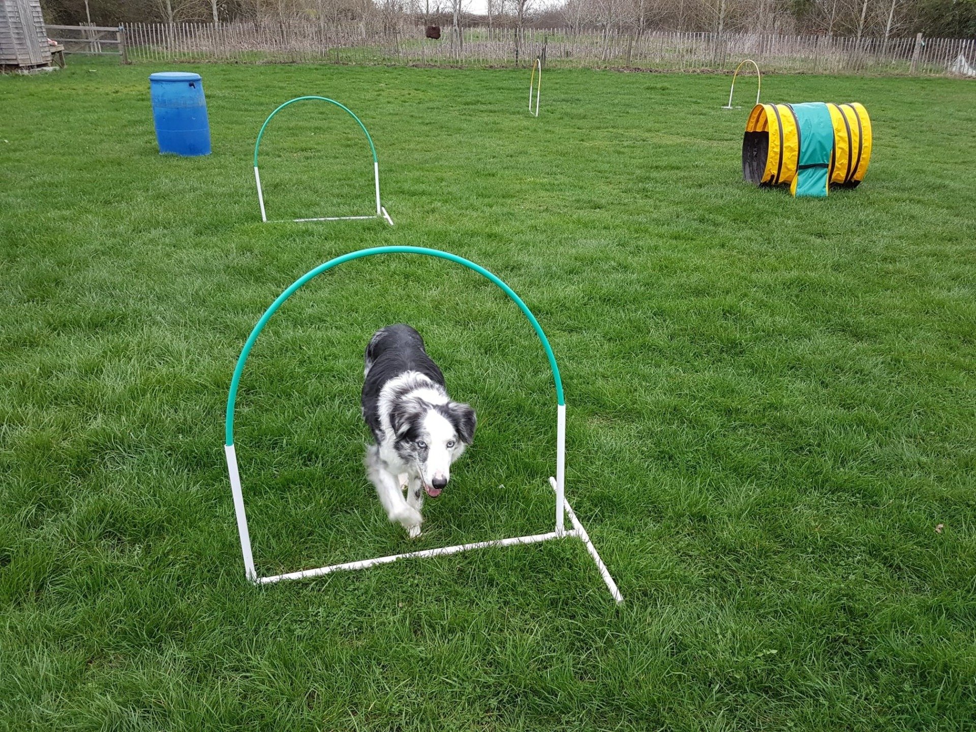 Hoopers training Celestine Dog Training Gloucestershire