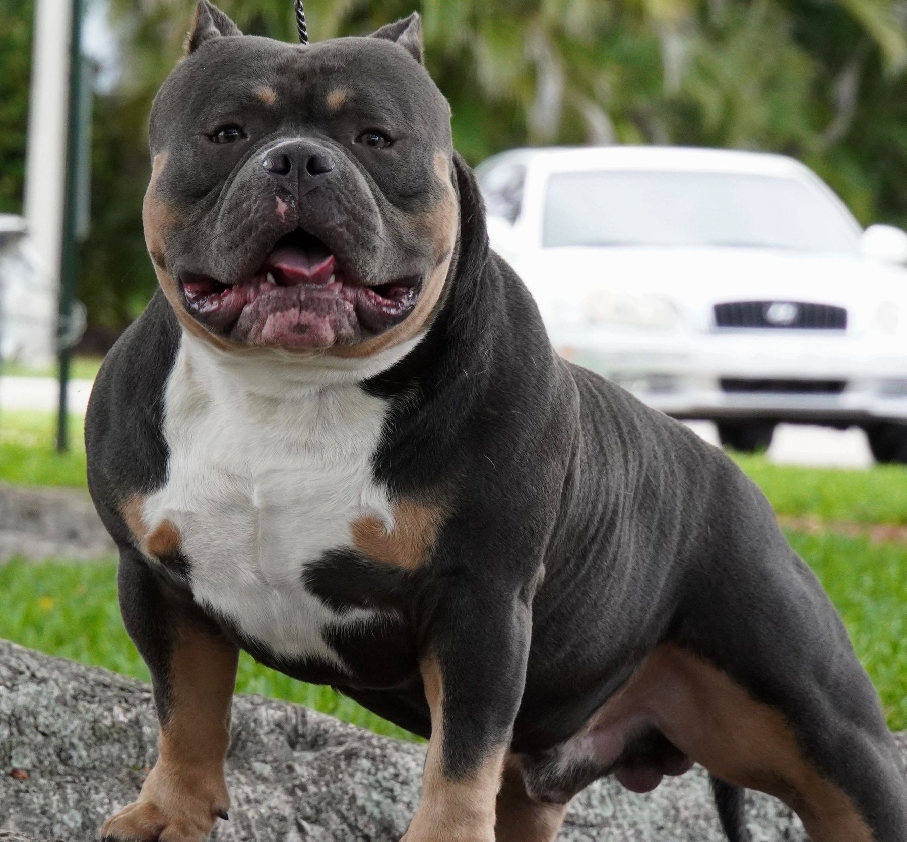 American Bulldog Stud Service Dawghouse Bullies Pompano Beach, FL