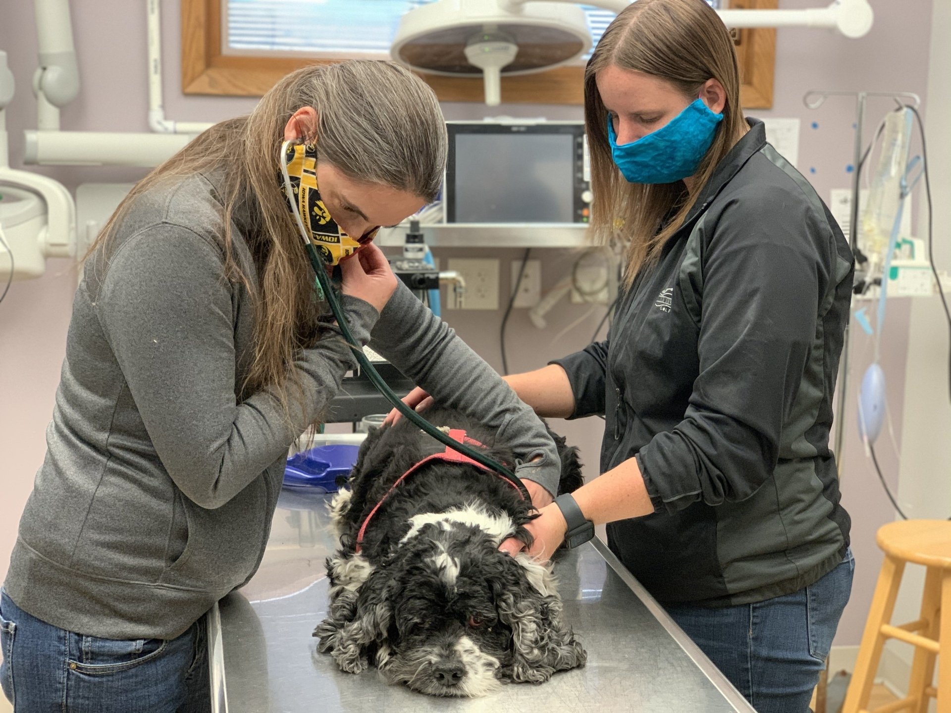 Veterinarian Marion, IA Meier Veterinary Clinic