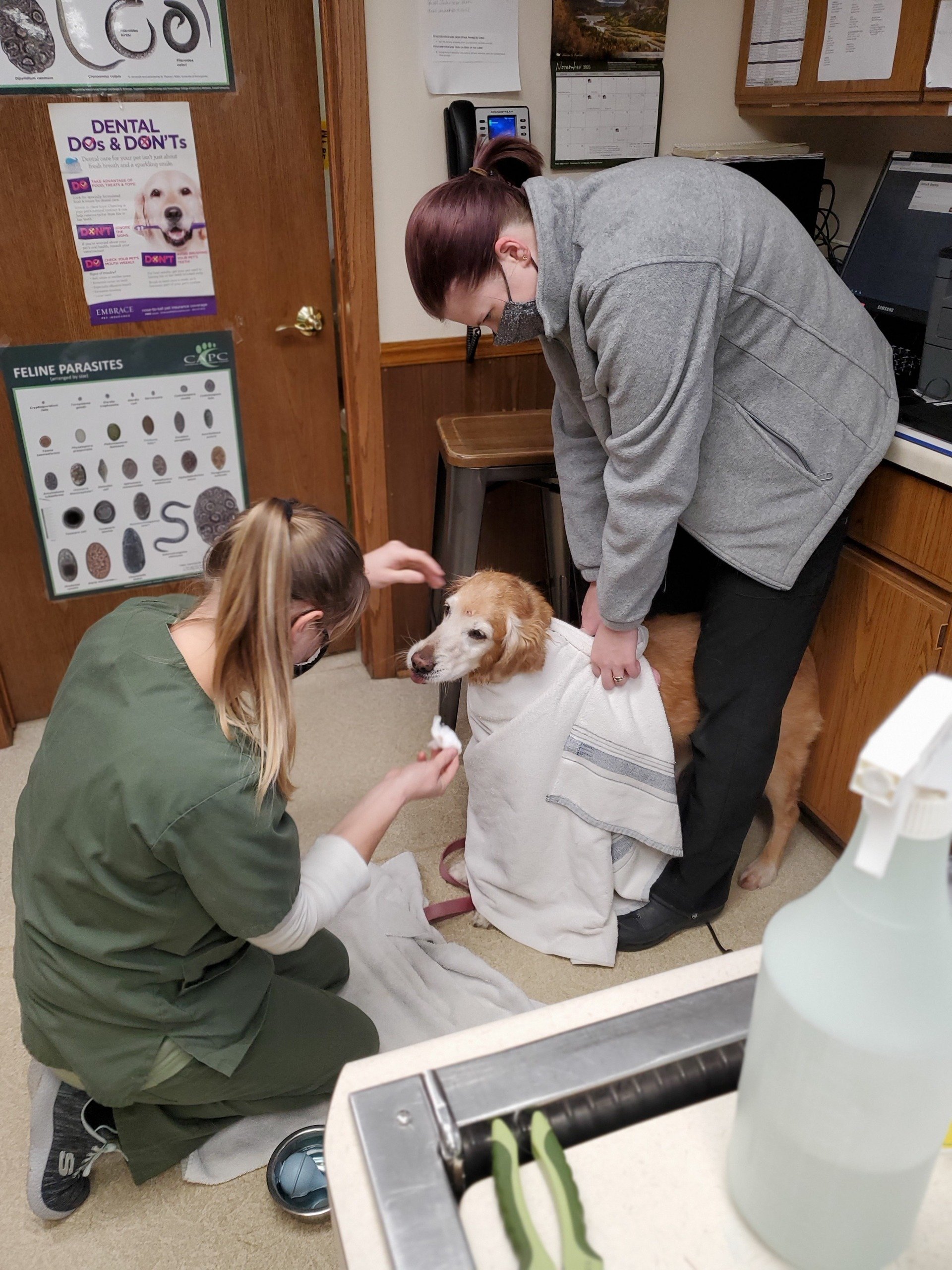 Veterinarian in Menomonee Falls, WI Family Pet Clinic