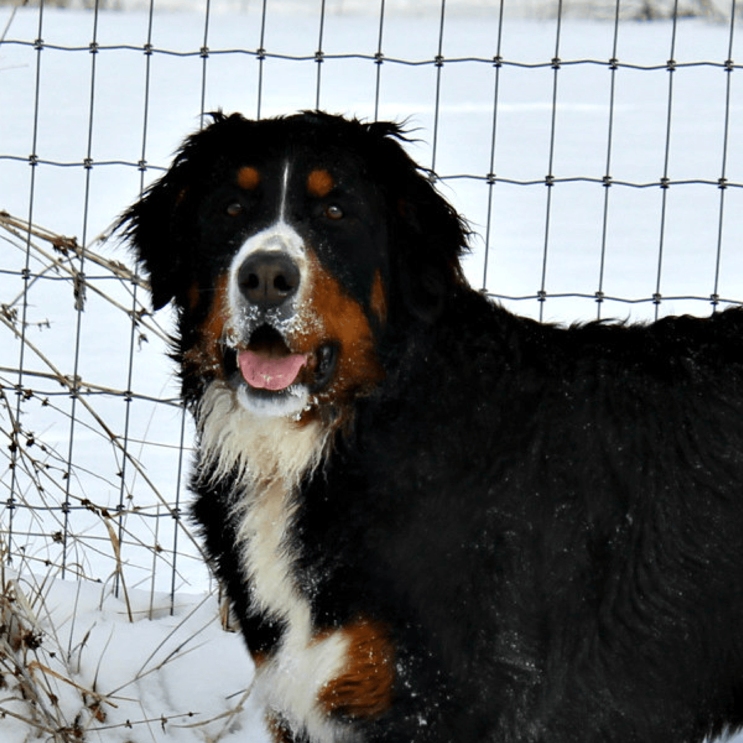 27+ Bernese Mountain Dog Puppies Missouri Picture Bleumoonproductions