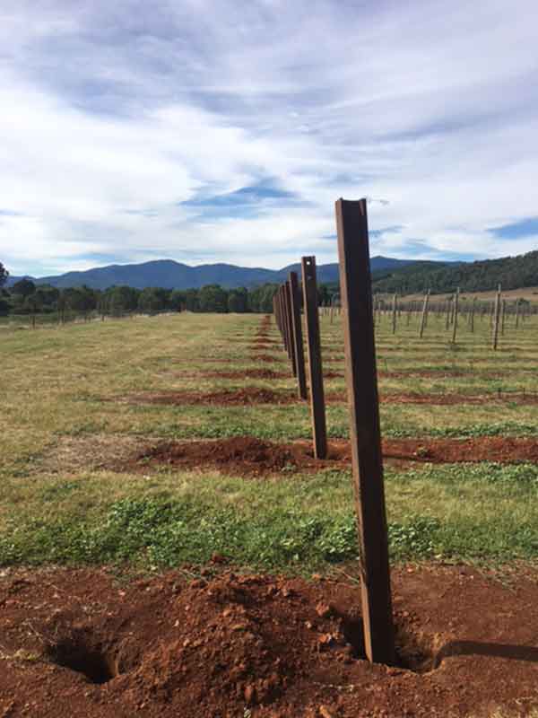 Vineyard Posts Australia Vineyard Trellising Denpaq Pty Ltd