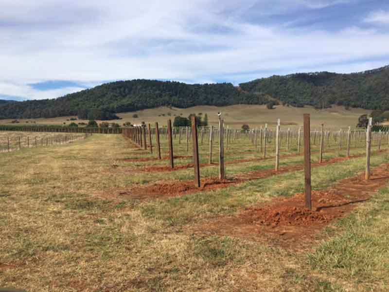 Vineyard Posts Australia Vineyard Trellising Denpaq Pty Ltd