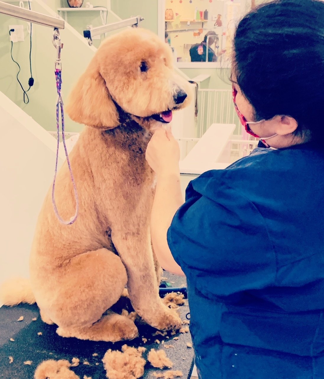 Bones Bath & Beyond Pet Grooming Merrick, NY