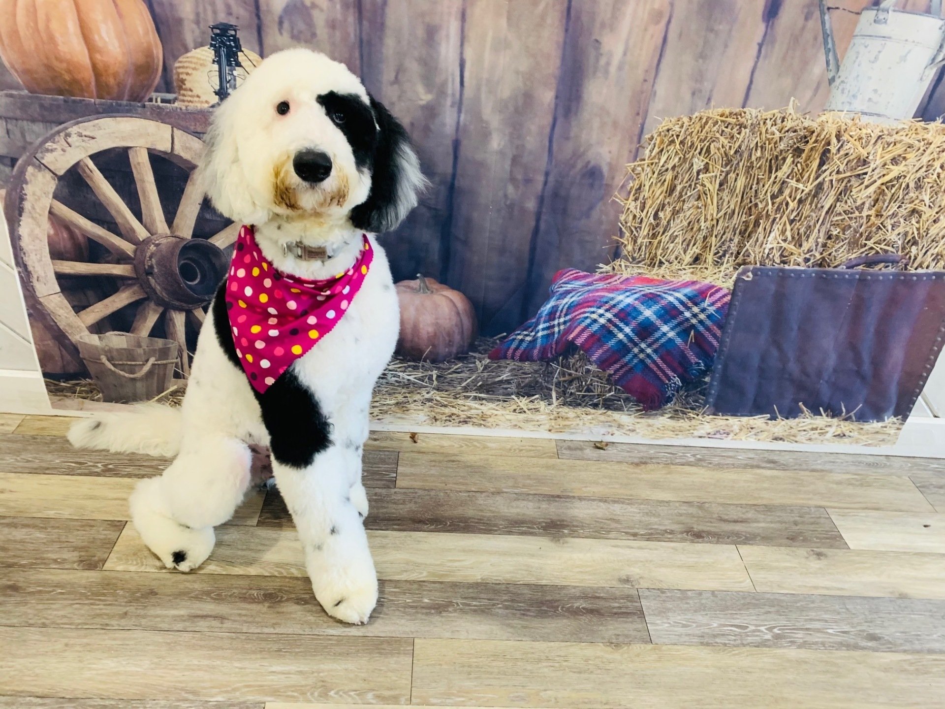 Bones Bath & Beyond Pet Grooming Merrick, NY