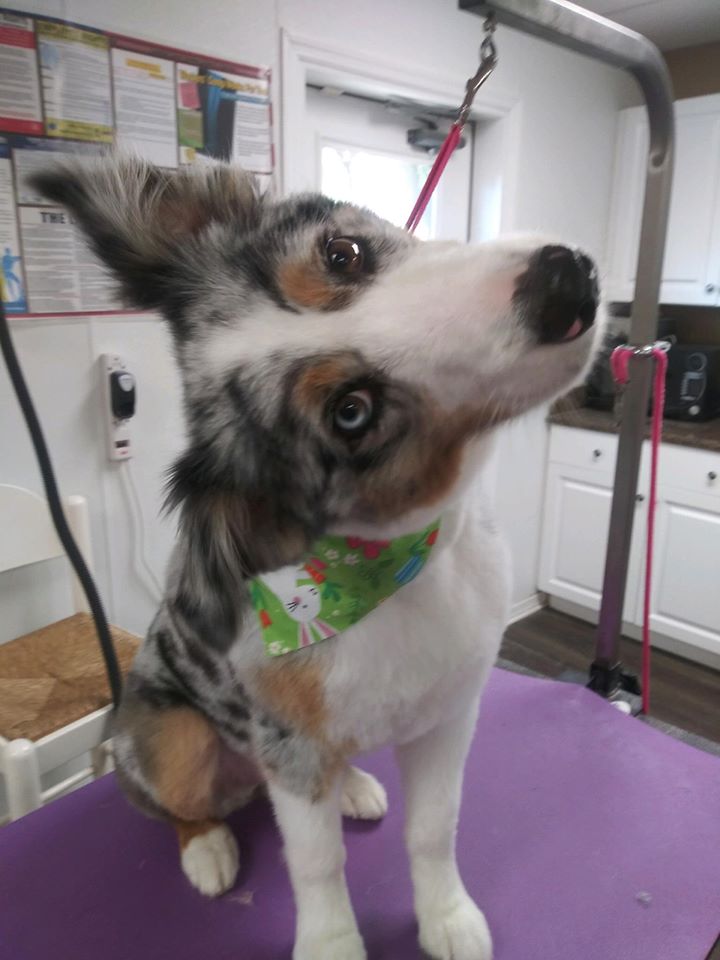 Grooming Salon Oviedo, FL The Pet BowTique