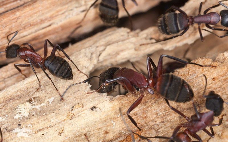 Carpenter Ants Worcester MA East Coast Pest Control carpenter-ants-worcester-ma-east-coast-pest-control