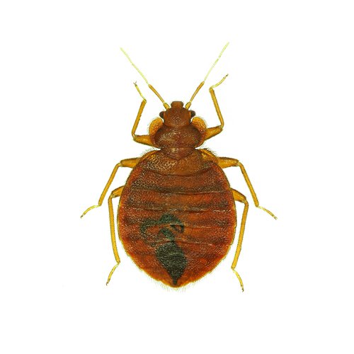 Pest Control Worcester, MA East Coast Pest Control