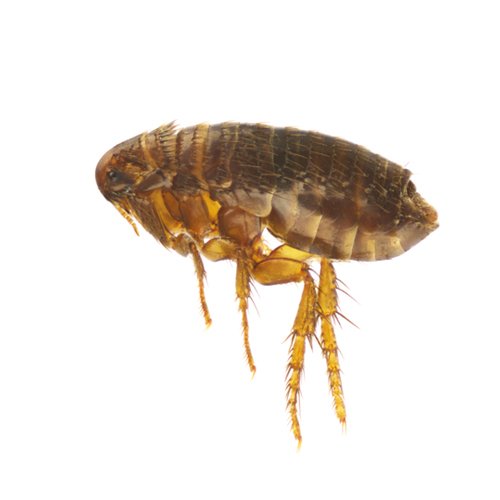 Pest Control Worcester, MA East Coast Pest Control