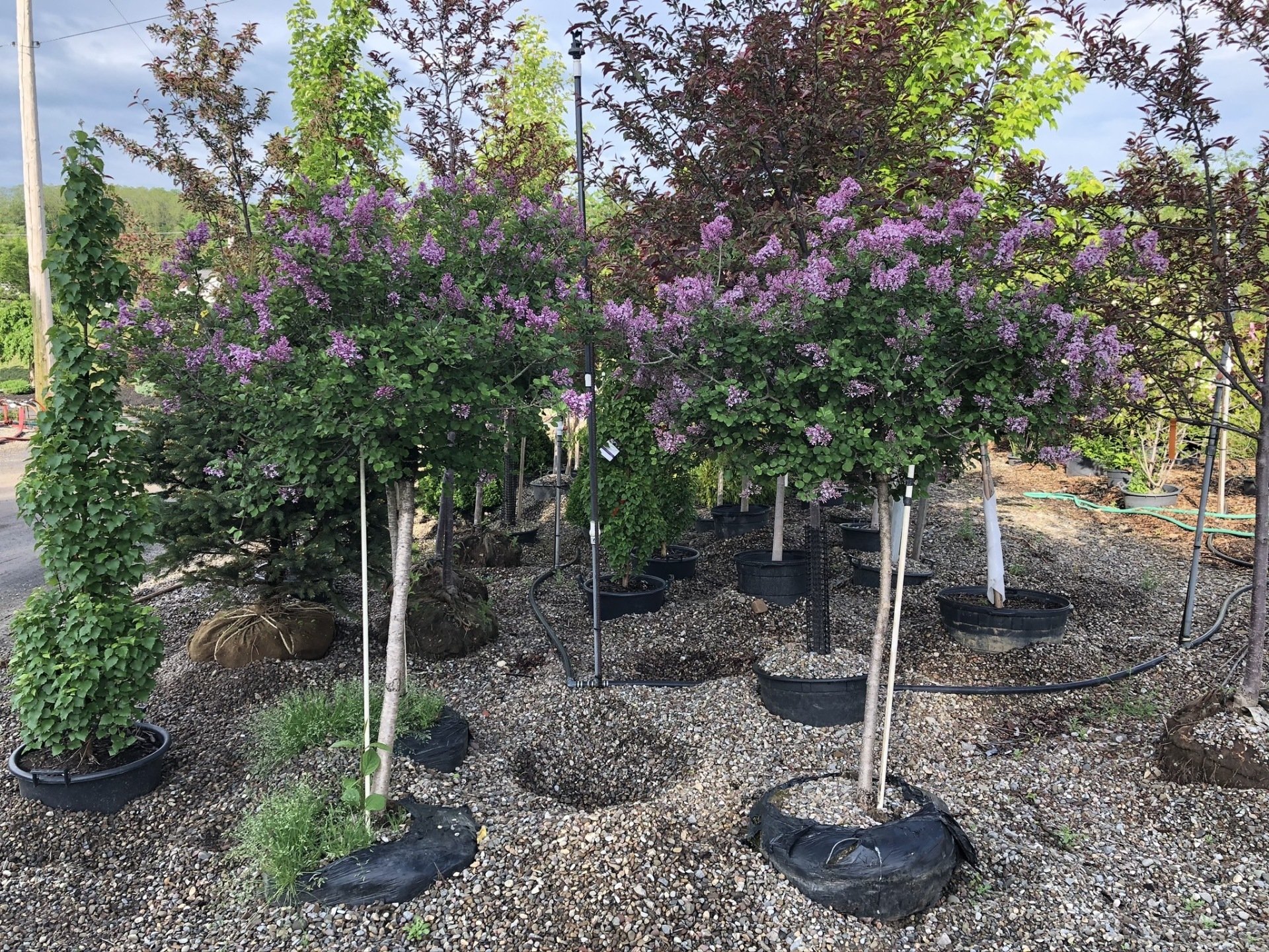 Plant Nursery, Garden Center | Amsterdam, NY