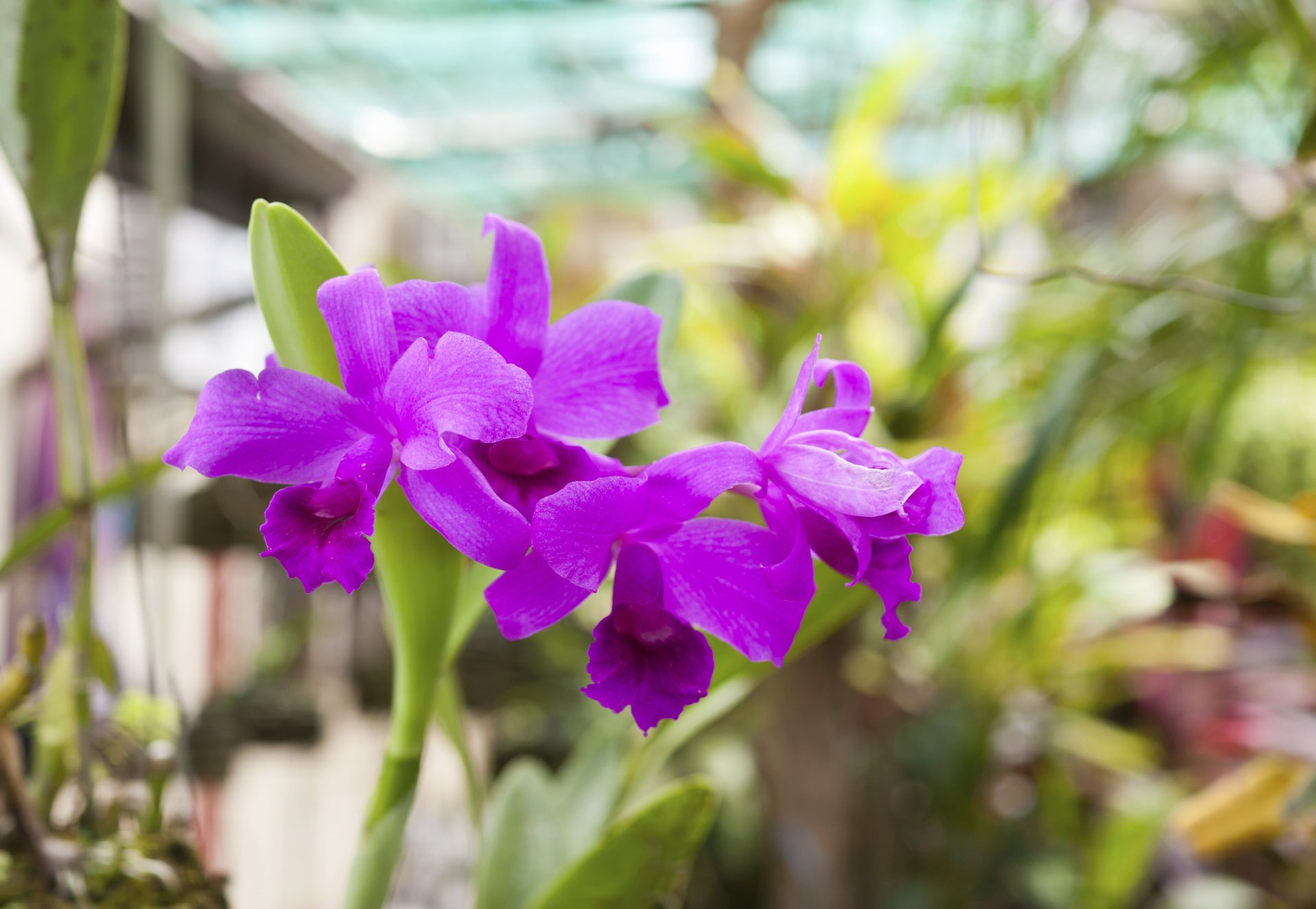 Plant Care Terre Haute, IN The Blooms Bros