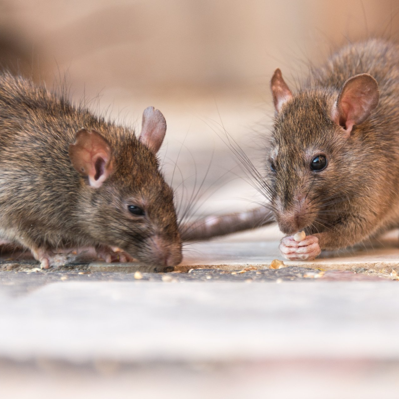 Pest control Clearway Pest Control