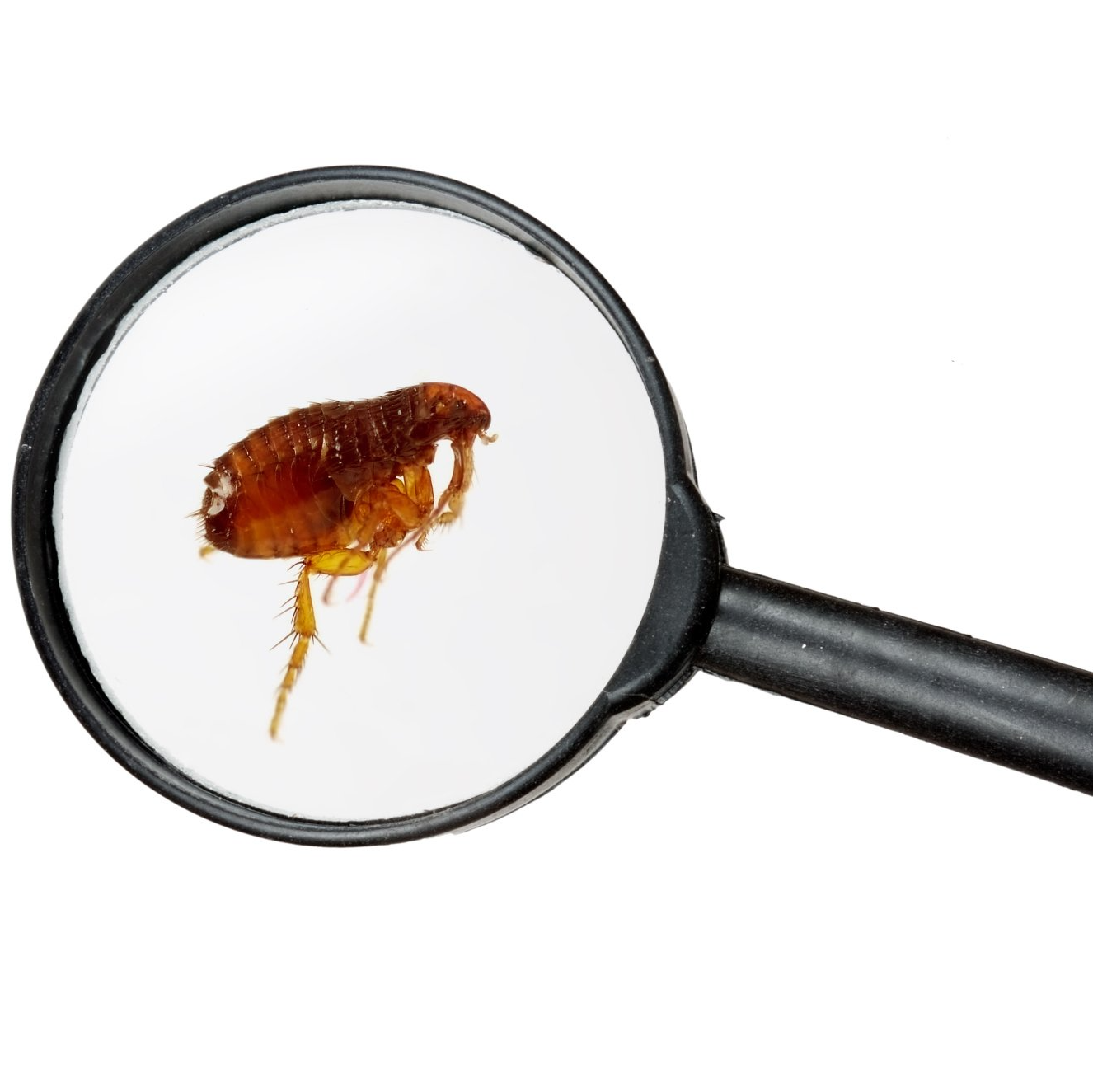 Survey & Prices Clearway Pest Control