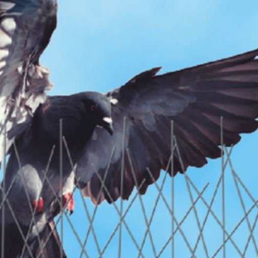 Pest control Clearway Pest Control